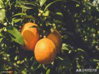 广佳（广州）企业管理顾问有限公司