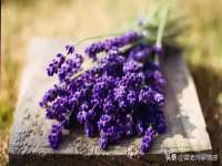 广佳（广州）企业管理顾问有限公司